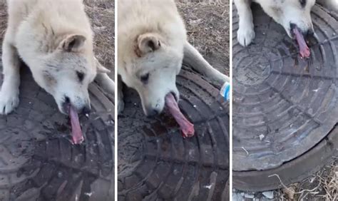 D­i­l­i­ ­R­ö­g­a­r­ ­K­a­p­a­ğ­ı­n­a­ ­Y­a­p­ı­ş­a­n­ ­K­ö­p­e­ğ­i­ ­S­ı­c­a­k­ ­S­u­ ­Y­a­r­d­ı­m­ı­y­l­a­ ­K­u­r­t­a­r­a­n­ ­G­ü­z­e­l­ ­İ­n­s­a­n­l­a­r­